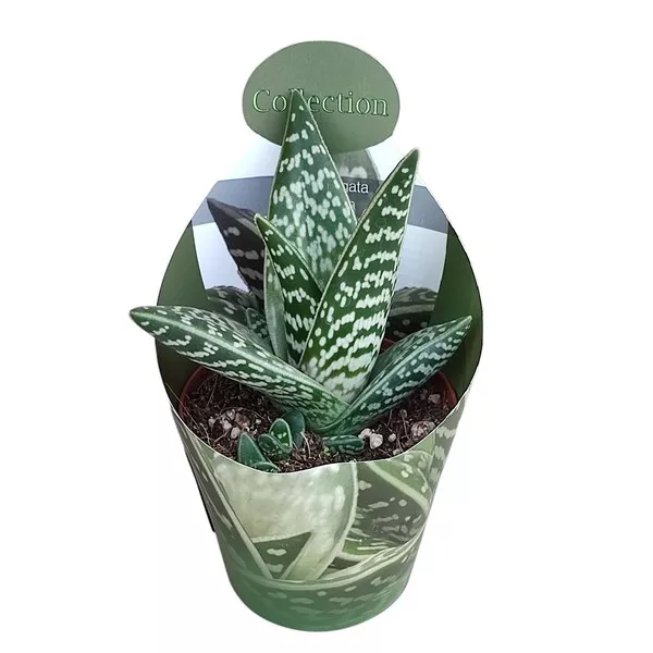 Aloe (Aloe variegata compacta) u tegli Ø 10,5 cm