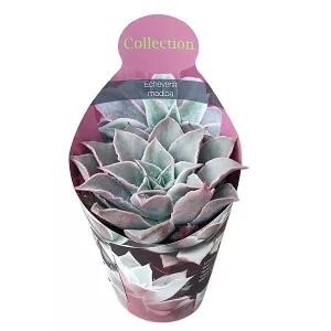 Echeveria (Echeveria madiba) u tegli Ø 10,5 cm