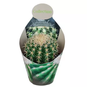 Kaktus (Echinocactus grusonii brevispinus) u tegli Ø 10,5 cm