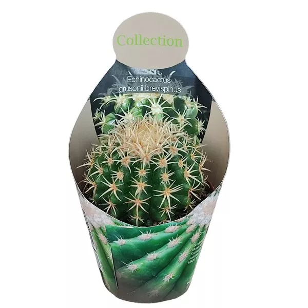 Kaktus (Echinocactus grusonii brevispinus) u tegli Ø 10,5 cm