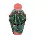 Globularni kaktus (Ferocactus horridus brevispinus) u tegli Ø 10,5 cm