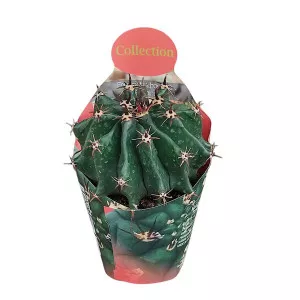 Globularni kaktus (Ferocactus horridus brevispinus) u tegli Ø 10,5 cm