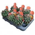 Globularni kaktus (Ferocactus horridus brevispinus) u tegli Ø 10,5 cm