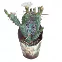 Kaktus (Tephrocactus articulatus syringacanthus) u tegli Ø 10,5 cm