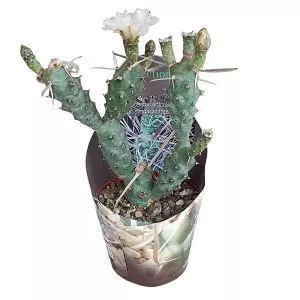 Kaktus (Tephrocactus articulatus syringacanthus) u tegli Ø 10,5 cm