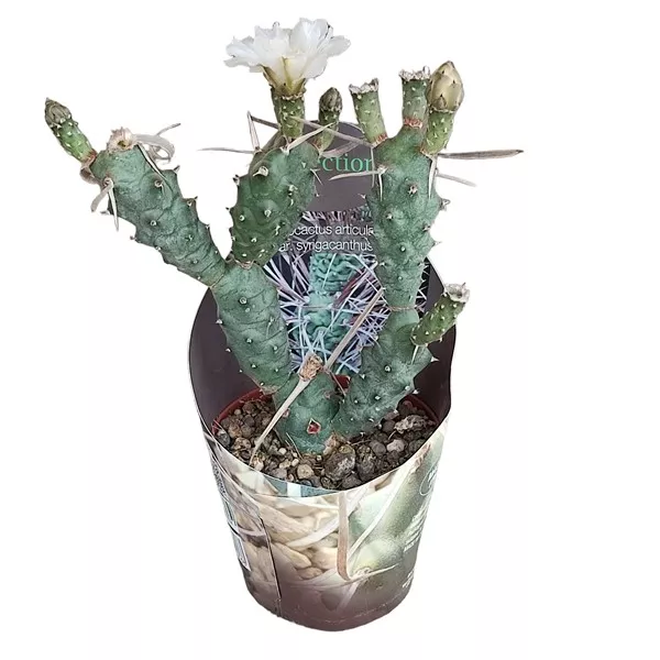 Kaktus (Tephrocactus articulatus syringacanthus) u tegli Ø 10,5 cm