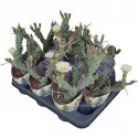 Kaktus (Tephrocactus articulatus syringacanthus) u tegli Ø 10,5 cm