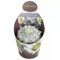 Kaktus (Mammillaria plumosa) u tegli Ø 10,5 cm
