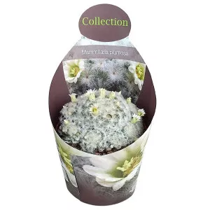 Kaktus (Mammillaria plumosa) u tegli Ø 10,5 cm