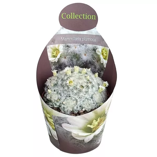 Kaktus (Mammillaria plumosa) u tegli Ø 10,5 cm