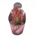 Euphorbia (Euphorbia trigona rubra) u tegli Ø 10,5 cm