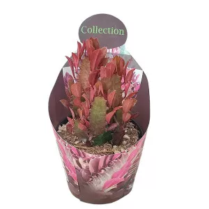 Euphorbia (Euphorbia trigona rubra) u tegli Ø 10,5 cm