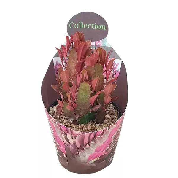 Euphorbia (Euphorbia trigona rubra) u tegli Ø 10,5 cm