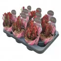 Euphorbia (Euphorbia trigona rubra) u tegli Ø 10,5 cm