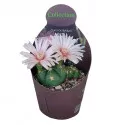 Globularni kaktus (Gymnocalycium horstii) u tegli Ø 10,5 cm