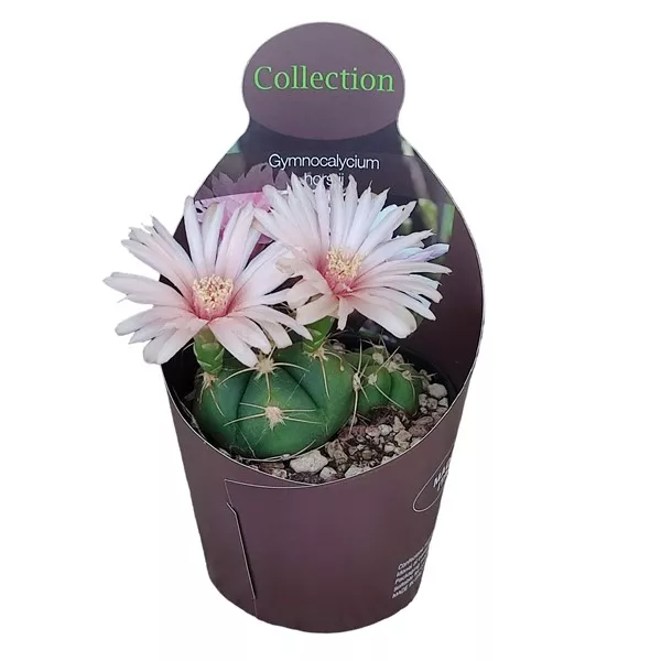 Globularni kaktus (Gymnocalycium horstii) u tegli Ø 10,5 cm