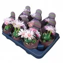 Globularni kaktus (Gymnocalycium horstii) u tegli Ø 10,5 cm