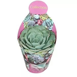 Echeveria (Echeveria atlantis) u tegli Ø 10,5 cm