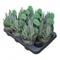 Senecio (Senecio serpens) u tegli Ø 10,5 cm