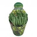 Kaktus (Stapelia desmetiana) u tegli Ø 10,5 cm