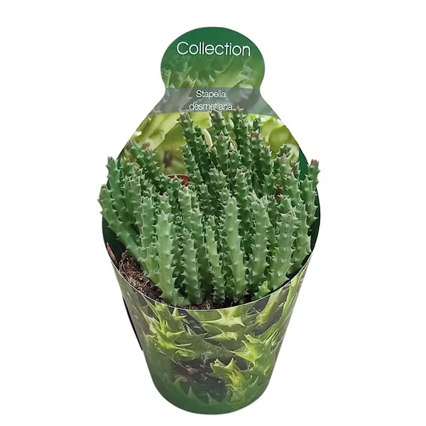 Kaktus (Stapelia desmetiana) u tegli Ø 10,5 cm