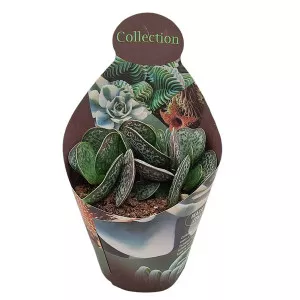 Adromischus (Adromischus rupicola) u tegli Ø 10,5 cm