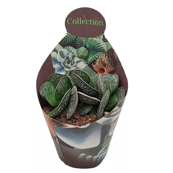 Adromischus (Adromischus rupicola) u tegli Ø 10,5 cm