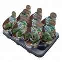 Adromischus (Adromischus rupicola) u tegli Ø 10,5 cm