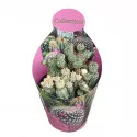 Euphorbia (Euphorbia submammillaris variegata) u tegli Ø 10,5 cm