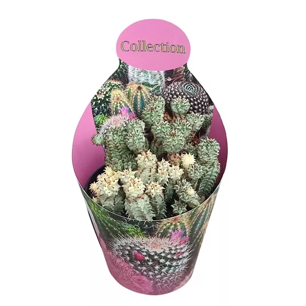 Euphorbia (Euphorbia submammillaris variegata) u tegli Ø 10,5 cm