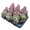 Euphorbia (Euphorbia submammillaris variegata) u tegli Ø 10,5 cm