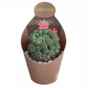 Kaktus (Matucana polzii) u tegli Ø 10,5 cm