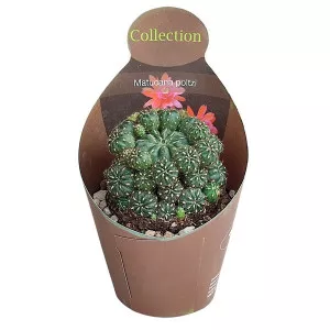 Kaktus (Matucana polzii) u tegli Ø 10,5 cm