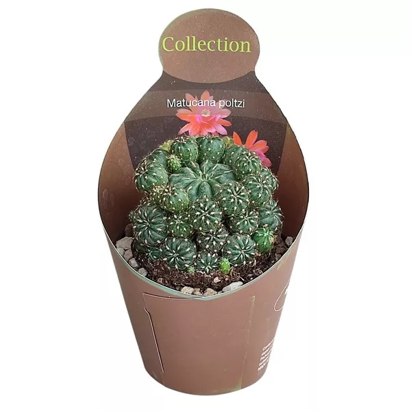 Kaktus (Matucana polzii) u tegli Ø 10,5 cm