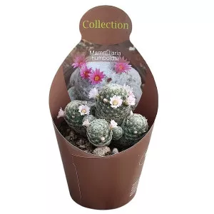 Kaktus (Mammillaria humboldtii) u tegli Ø 10,5 cm