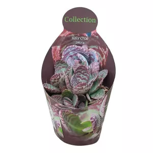 Kalanhoja Zebra (Kalanchoe) u tegli Ø 10,5 cm
