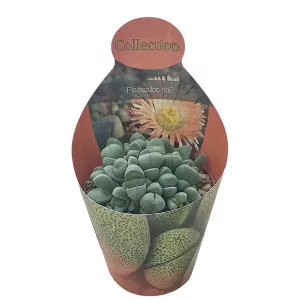 Živi granit (Pleiospilos nelii) u tegli Ø 10,5 cm