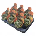 Živi granit (Pleiospilos nelii) u tegli Ø 10,5 cm