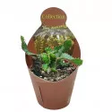 Euphorbia (Euphorbia stellata) u tegli Ø 10,5 cm