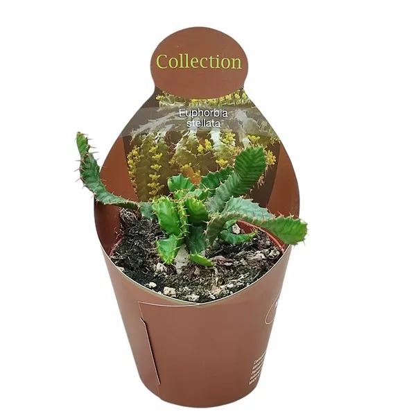 Euphorbia (Euphorbia stellata) u tegli Ø 10,5 cm