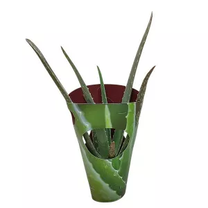 Aloe vera u tegli Ø 10,5 cm