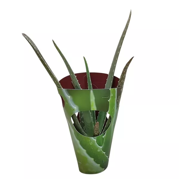 Aloe vera u tegli Ø 10,5 cm