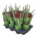 Aloe vera u tegli Ø 10,5 cm