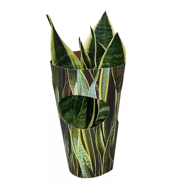 Svekrvin jezik (Sansevieria trifasciata) u tegli Ø 10,5 cm