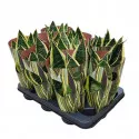 Svekrvin jezik (Sansevieria trifasciata) u tegli Ø 10,5 cm