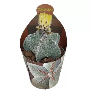 Kaktus biskupska kapa (Astrophytum myriostigma) u tegli Ø 6,5 cm