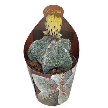 Kaktus biskupska kapa (Astrophytum myriostigma) u tegli Ø 6,5 cm
