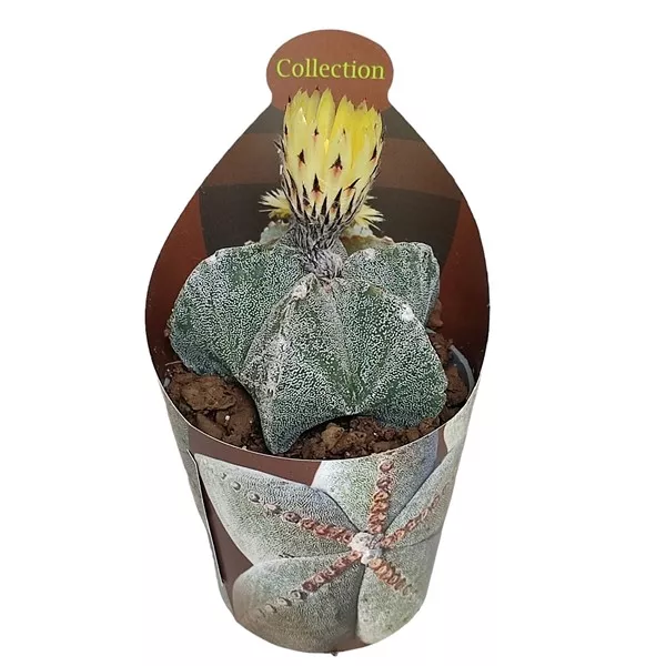 Kaktus biskupska kapa (Astrophytum myriostigma) u tegli Ø 6,5 cm