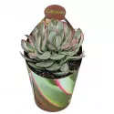 Drvo novca Money Maker (Crassula) u tegli Ø 6,5 cm
