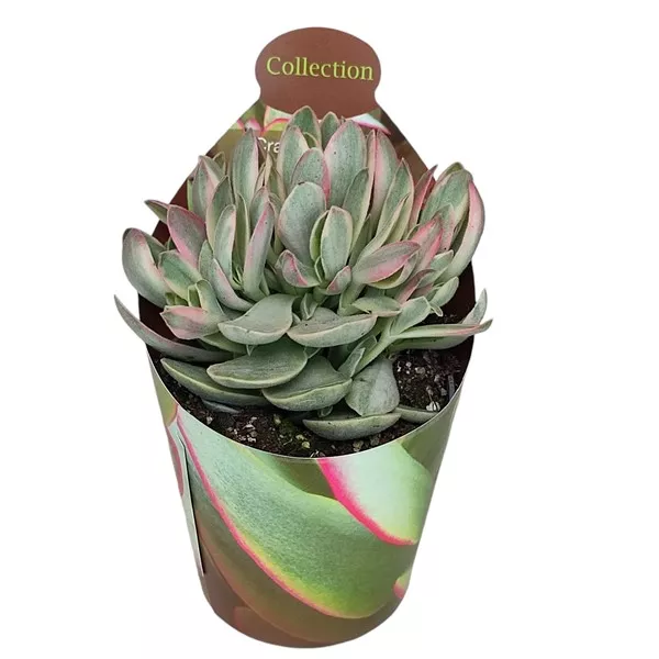 Drvo novca Money Maker (Crassula) u tegli Ø 6,5 cm